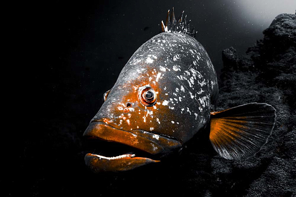 PISCES 11