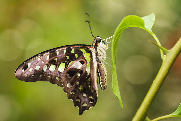 Graphium agamemnon