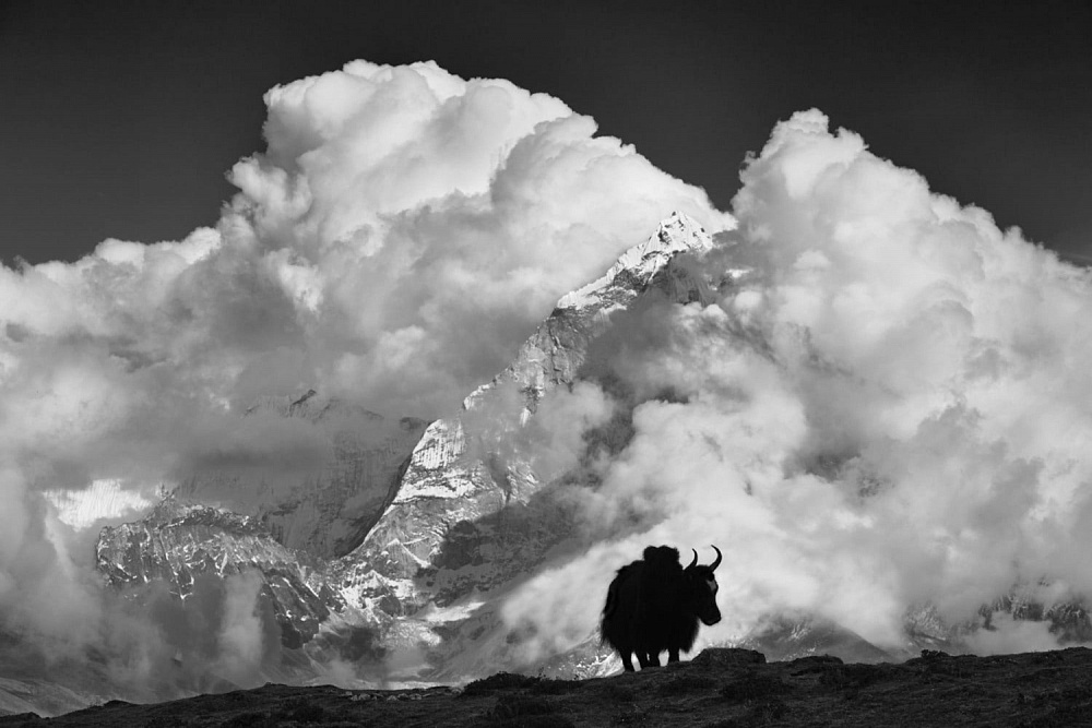 Як. Непал, 2013