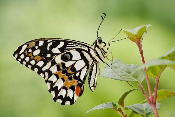 Papilio xuthus