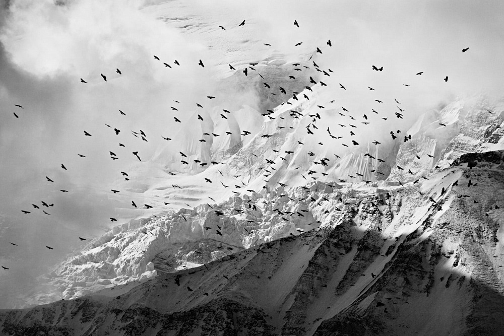 Птицы. Непал, 2012