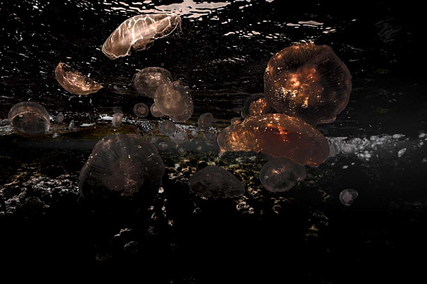 CNIDARIA 5