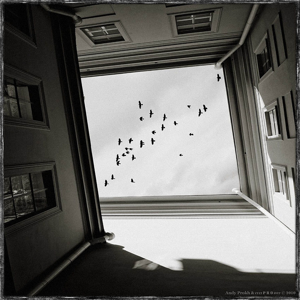 The Birds