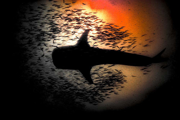 RHINCODON 5