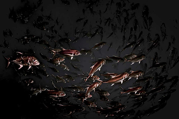 PISCES 4